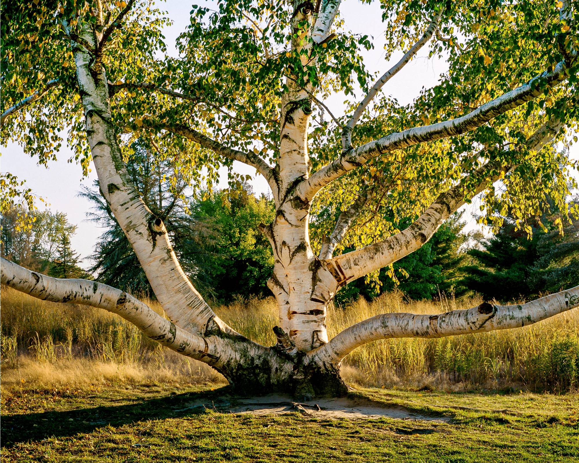 Color photograph of birch tree split into 5 trunks at base